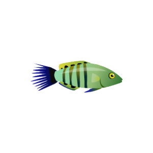 Wrasse 4